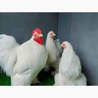 Інкубаційне яйце, курчата, Кохінхін лаванда, білий, синій. Оплід хороший