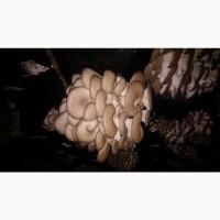 Продам гриби гливу (вешенку)