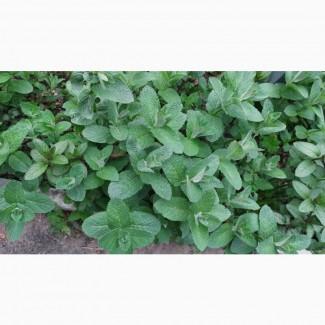 М#039;ята свіжа на Мохіто. Рівне