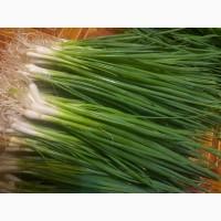 Продам лук на перо