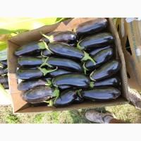 Продаётся баклажаны