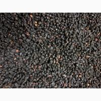 Куплю ягоди бузини 2025р