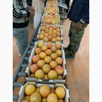 Грейпфрут Єгипет