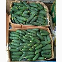 Продам огірок свіжий колючий вибирається кожин день є об#039;єми