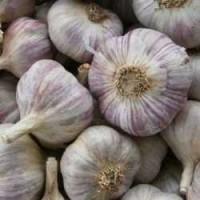 Продам посадковий часник любаша