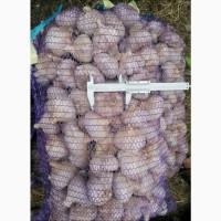 Продам посадковий часник любаша