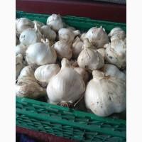 Продам часник Рокамболь