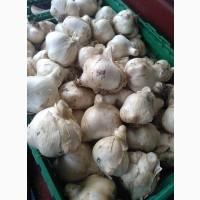 Продам часник Рокамболь
