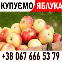 Закуповуемо яблоко !! Телефон на ФОТО Дзвоніть Ціна + ПДВ - без обмежень ВАШ ТРАНСПОРТ