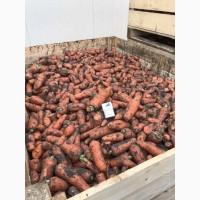 Продам оптом товарну моркву 2 сорт, Черкаська та Кіровоградська області