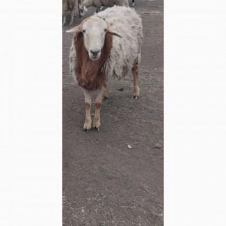 Продам барана на племя