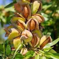 Саджанці мигдалю Амаретто - 2-річний