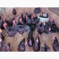 Яйце на інкубацію. Курчат. Род-Айленд - червоний. Оплід 90%