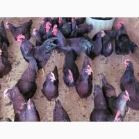 Яйце на інкубацію. Курчат. Род-Айленд - червоний. Оплід 90%