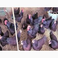 Яйце на інкубацію. Курчат. Род-Айленд - червоний. Оплід 90%