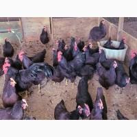 Яйце на інкубацію. Курчат. Род-Айленд - червоний. Оплід 90%