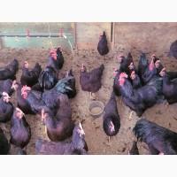 Яйце на інкубацію. Курчат. Род-Айленд - червоний. Оплід 90%