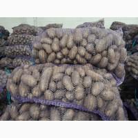 Продамо картоплю товарну