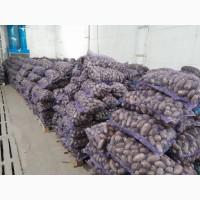 Продамо картоплю товарну