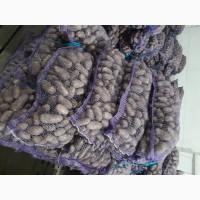 Продамо картоплю товарну