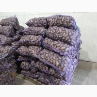 Продамо картоплю товарну