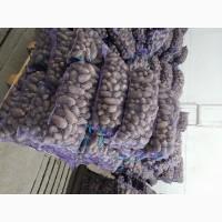 Продамо картоплю товарну