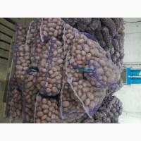 Продамо картоплю товарну