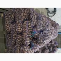 Продамо картоплю товарну