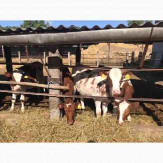 За купляємо телята бики по всій Україні опт