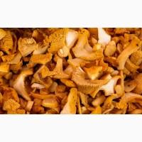 Экстракт Лисичек гриби полисахаридов 50%