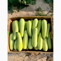 Продам Кабачки
