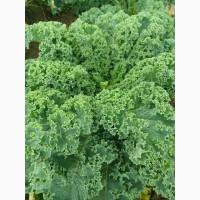 Продам.Свіжа капуста Кале(Kale) – суперфуд прямо з поля! Еко-продукт. Урожай 2025