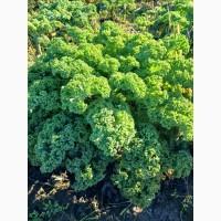 Продам.Свіжа капуста Кале(Kale) – суперфуд прямо з поля! Еко-продукт. Урожай 2025