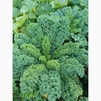 Продам.Свіжа капуста Кале(Kale) – суперфуд прямо з поля! Еко-продукт. Урожай 2025