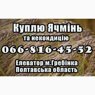 Елеватор купує на постійній основі ячмінь та некондицію