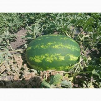 Продам кавун сорт Фонтана, Юммі