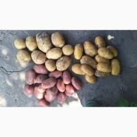 Продаємо овочі оптом. Картопля, часник, томати, перець, капуста, цибуля та інше