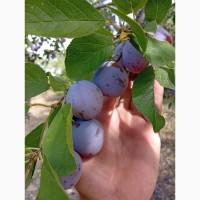 Продам яблука та сливу