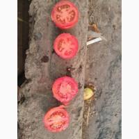 Продам помидор на переработку