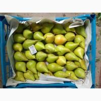 Продам грушу листопадову