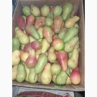 Продам груші Талгарська Красуня