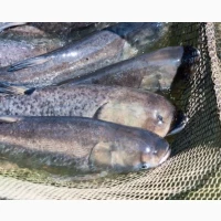 Куплю товстолоб, сом по всій Україні. Гурт. Розрахунок готівкою. Самовивіз. Працюємо кругл