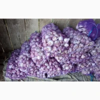 Продам часник любаша