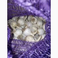 Продам часник