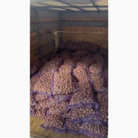 Насіннєва картопля Беллароза оптом від 10 тонн купити Україна