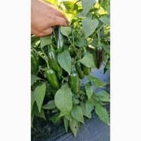 Продам перець гіркий Халапеньйо