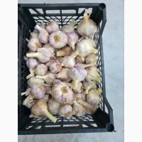 Продам часник