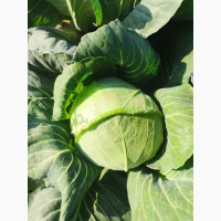 Продам молоду капусту