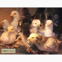 Продам суточных и подрощенных цыплят