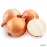 Продам лук репчатый, сорт ДЕЛФИС, ГЛОБУС